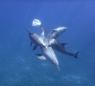 Delfintour mit Yasser