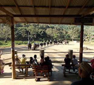 Elefantencamp Chiang Mai