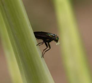 Insekt mit Wassertropfen
