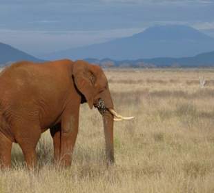 Man kann sogar den Kibo sehen 