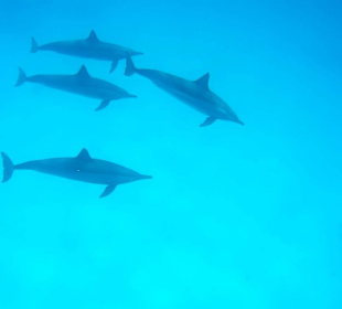 Schnorcheln mit den Delfinen