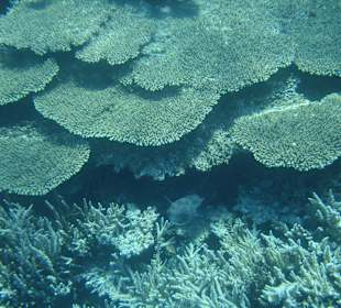 Korallenriff