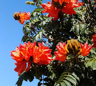 Stadtrundgang San Agustín