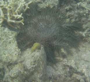 Животный мир Тихого.