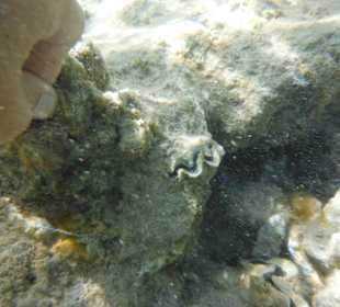 Hausriff, rechts von der Marina