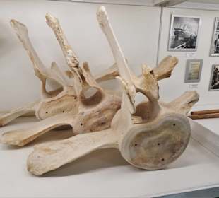 Rundgang durch das Zoologische Museum