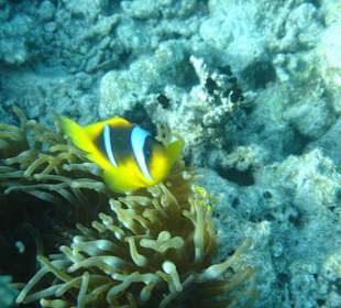 Unterwasserwelt am Riff