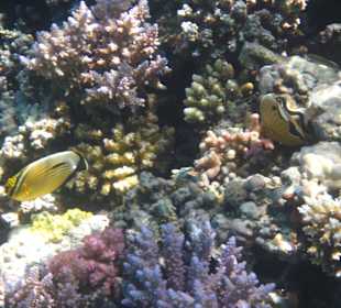 Tolles Riff direkt vor der Tür