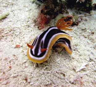 Bild vom Card Partner - Tauchschule Merlin