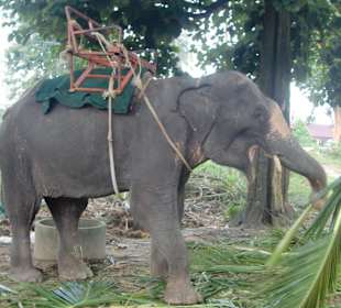 Elefantenreiten