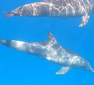 Delfinausflug mit Mo