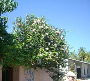 Einheimischeninsel Himmafushi billiger leben