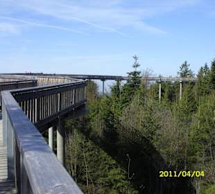 InHöhe der Baumwipfel