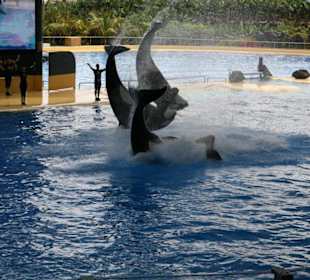 Ausflug nach Loro Parque