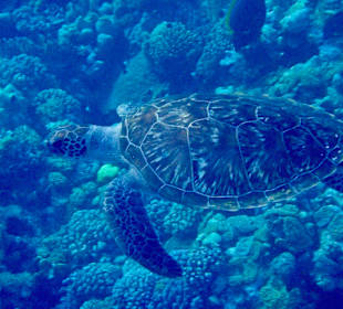 Schnorcheln Marsa Alam