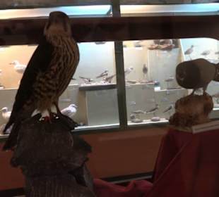 Naturhistorisches Museum