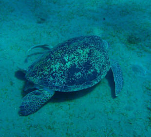 Karettschildkröte mit Schiffshalter in Abu Dabab