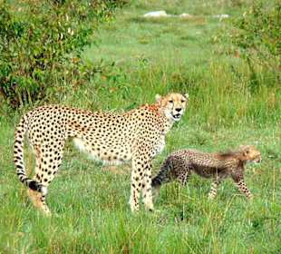 Cheetahmama mit einem ihrer Jungen