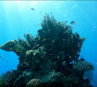 Rafa przy hotelu El Faraana Reef Resort