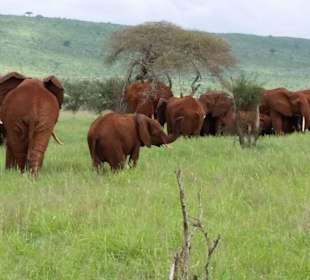 Sarova Salt Lick Game Lodge