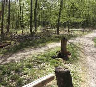 Waldsportpfad im Wasenwald