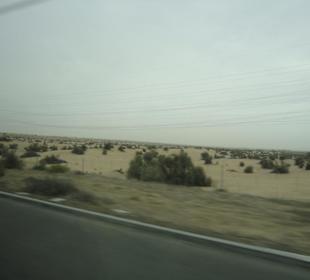 Wüstensafari
