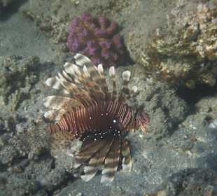 Indischer Rotfeuerfisch