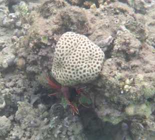 Schnorcheln Makadi Bay