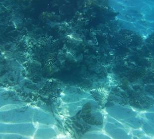 Fische und Korallen Mahmya
