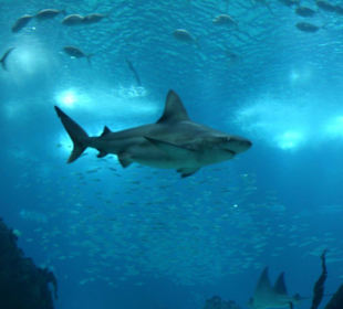 Ein Hai im großen Becken!