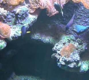 Meeresmuseum Stralsund