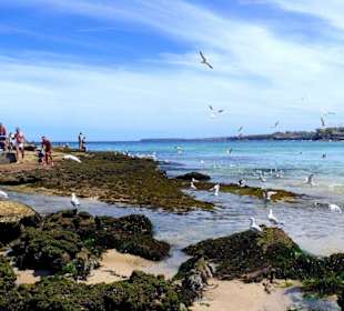 Bondi Beach