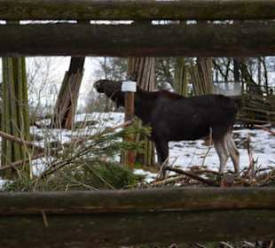Freilichtmuseum Skansen
