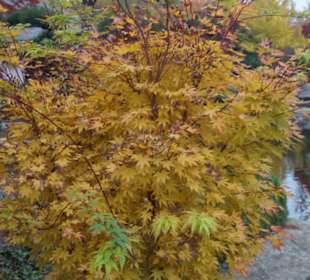 Parkanlage Planten un Blomen