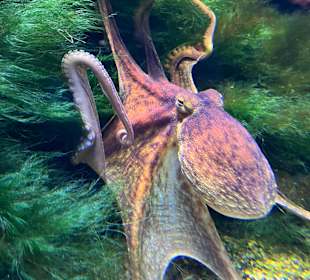 Aquazoo Löbbecke Museum Düsseldorf