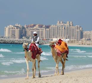 Kamele an der Dubai Marina