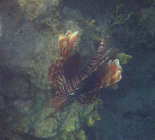 Coraya Bay, Feuerfisch