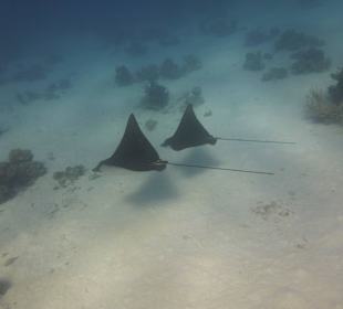 Rochenbesuch während der Delfintour - einmalig!