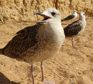 Praia de Nossa Senhora da Rocha