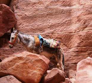 Beförderungsmittel in Petra