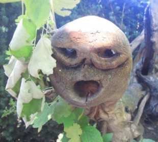 Stillleben aus dem Geheimgarten der Giftpflanzen