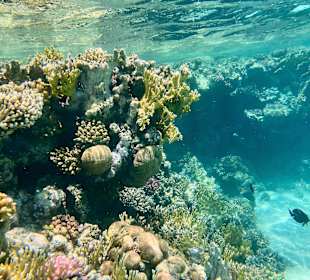 Schnorcheln Marsa Alam