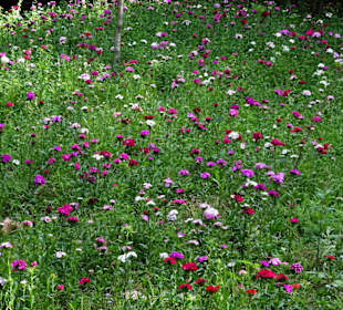 Blühende Wiesen im Parque da Cicade