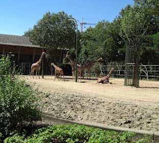 Kölner Zoo