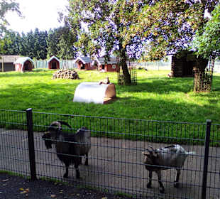 Der neue Wildpark in Bad Marienberg