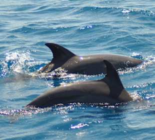 Schnorchelausflug mit netten Mitschwimmern 