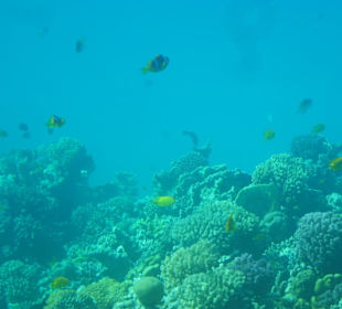 Ausflug zum Riff in der Makadi Bay mit Glasbodenboot
