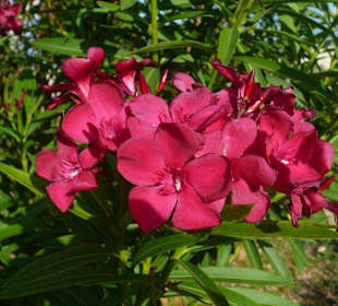 Früchte und Blüten 5