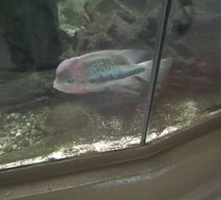 Südamerika Bereich - Jaguarhaus