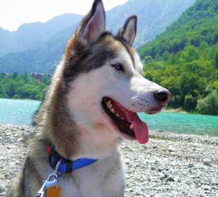 Ein Husky am Tennosee